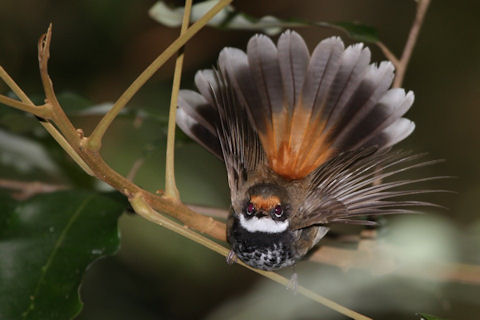 Rufous Fantail (Rhipidura rufifrons)